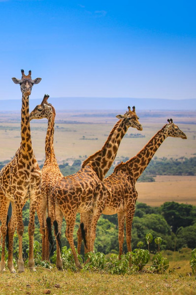 Ecotourism